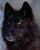 BLACKWOLF