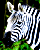 ZEBRA1